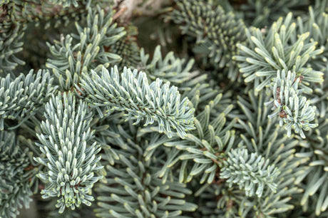 Silbertanne 'Glauca' mit Winterlaub, verfügbar in 24 Größen und Varianten; Einsatz: Solitärprächtige silbergraue Benadelung;;hier kaufen