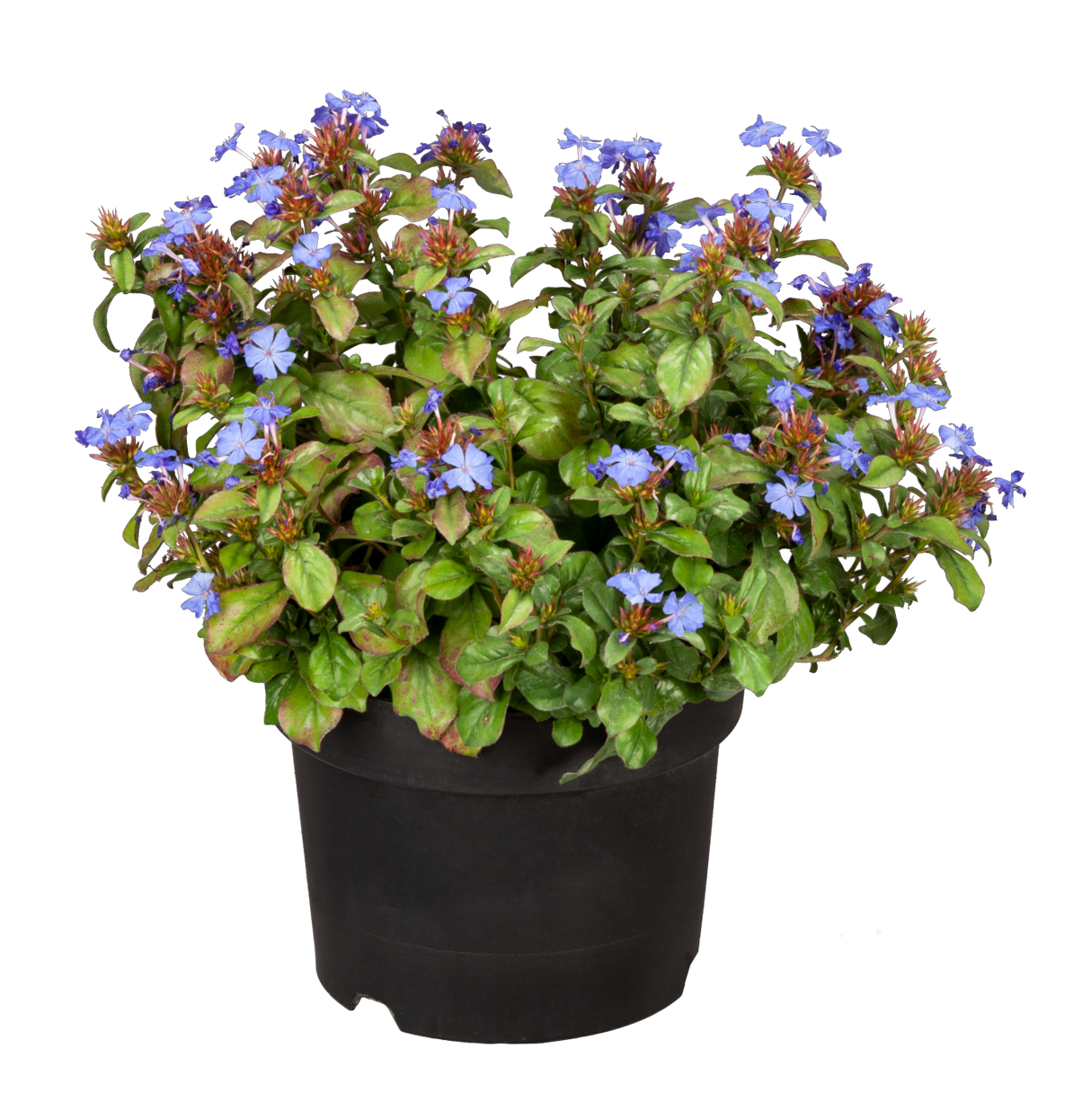 Herbstblüte im Topf; Einsatz: Einfassungenwinterhart;;günstig mit Qualität