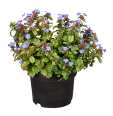 Herbstblüte im Topf; Einsatz: Einfassungenwinterhart;;günstig mit Qualität
