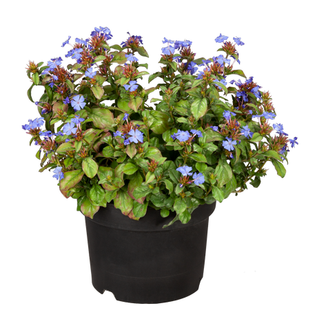 Herbstblüte im Topf; Einsatz: Einfassungenwinterhart;;günstig mit Qualität