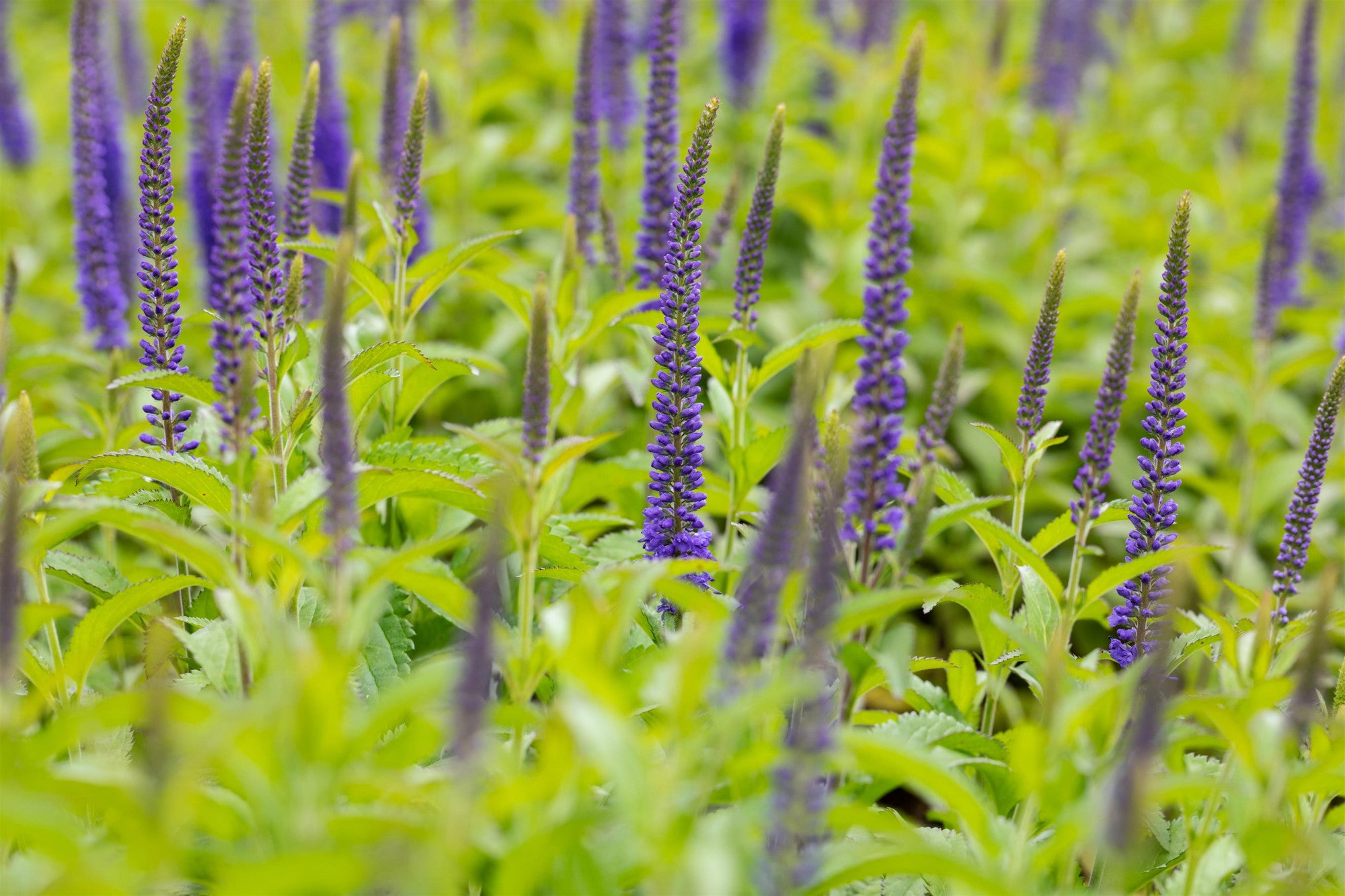 Veronica longifolia 'Blauriesin' (Langblättriger Garten-Ehrenpreis)
