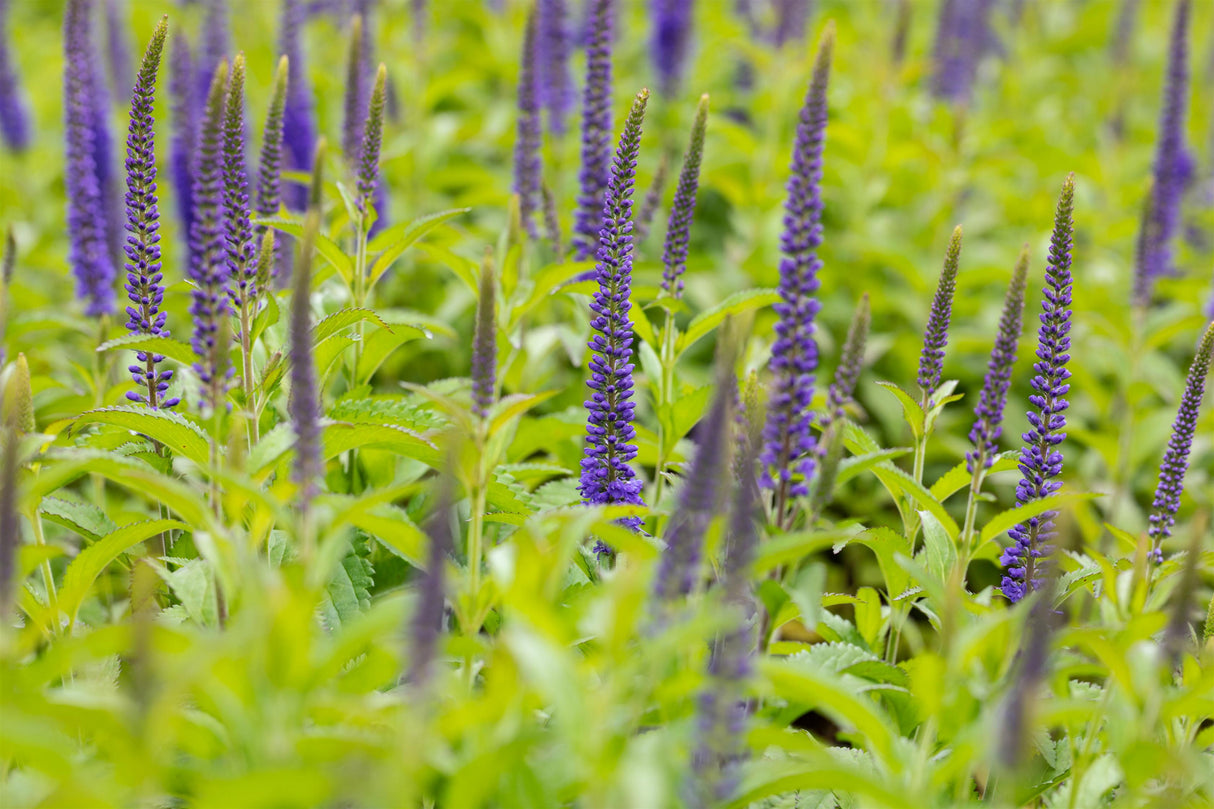 Veronica longifolia 'Blauriesin' mit Blüte; Einsatz: ;;ab 5,40 Euro