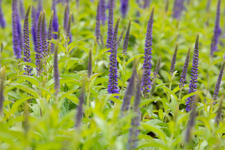 Veronica longifolia 'Blauriesin' mit Blüte; Einsatz: ;;ab 5,40 Euro