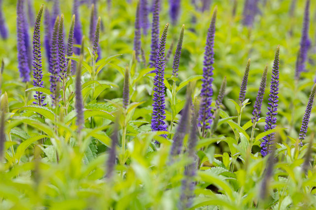 Veronica longifolia 'Blauriesin' mit Blüte; Einsatz: ;;ab 5,40 Euro