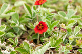 Potentilla atrosanguinea; hier mit Blüte; lange Blütezeit; Einsatzmöglichkeit z.B. : Beete;;ab 0,00 Euro
