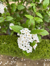 Viburnum burkwoodii; hier mit Blüte; duftend; Einsatzmöglichkeit z.B. : Hecke; verfügbar in 5 Größen und Varianten;;ab 50,60 Euro