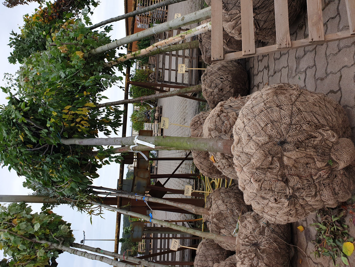 Gewöhnliche Hopfenbuche; vorbereitet für Versand; pflegeleicht; Einsatzmöglichkeit z.B. : Parks; erhältlich von 270-330 bis 450-650 cm;;hier kaufen