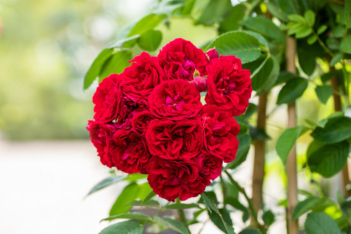 Rosa 'Chevy Chase' KL mit Blüte; Einsatz: ;;ab 11,80 Euro
