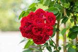Rosa 'Chevy Chase' KL , ;;ab 10,40 Euro