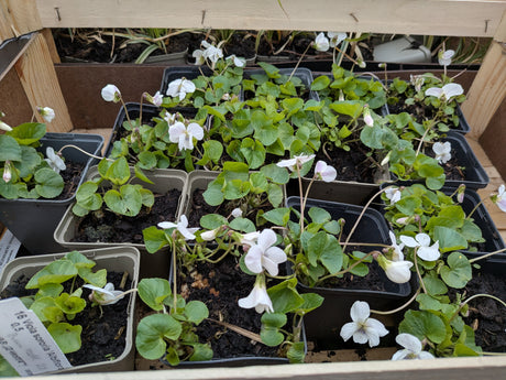 Garten-Stiefmütterchen; vorbereitet für Versand; schöne Blüten; Einsatzmöglichkeit z.B. : unter Bäumen;;günstig mit Qualität