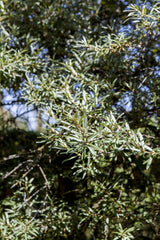 Seaberry mit Sommerbelaubung, erhältlich als: Solitär, Sämling, verschulte Sträucher, leichte Sträucher; Einsatz: Medizinische Zweckewinterhart;;günstig mit Qualität
