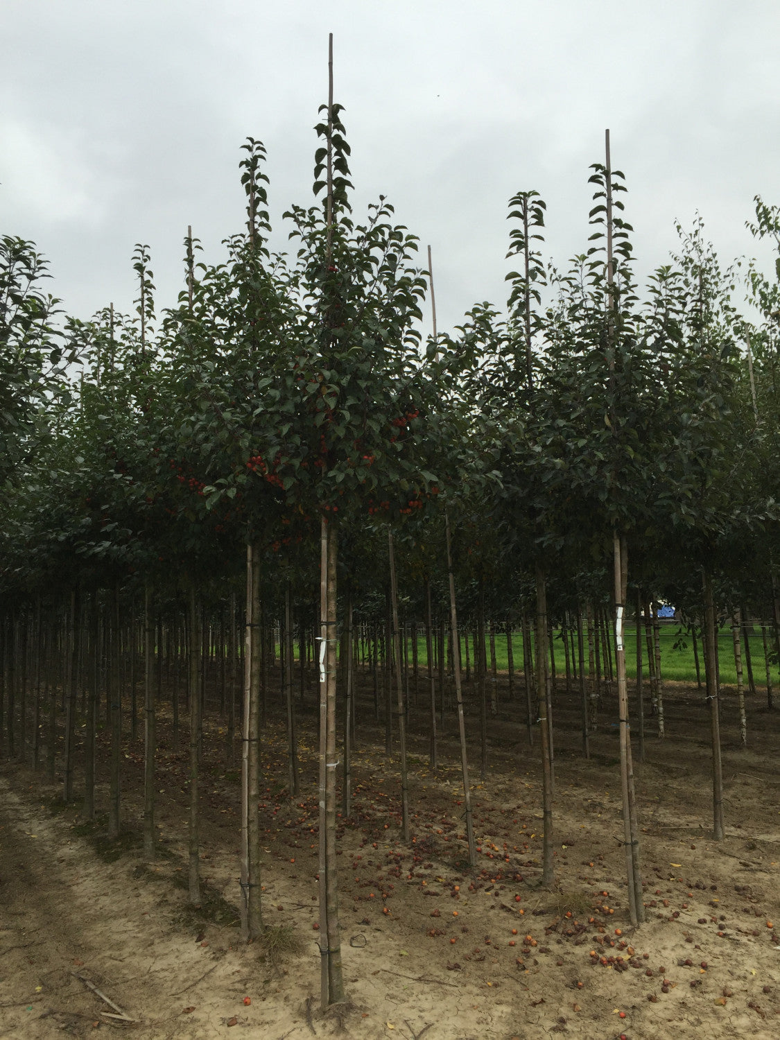 Malus 'Evereste' winterhart;;Pflanzen vom Profi