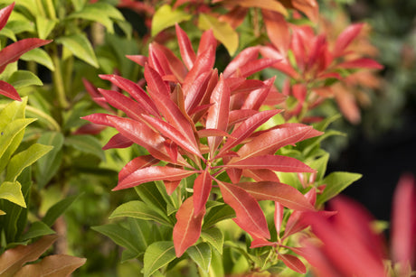 Pieris japonica 'Forest Flame' , erhältlich von 20-25 bis 80-100 cm;;ab 17,40 Euro