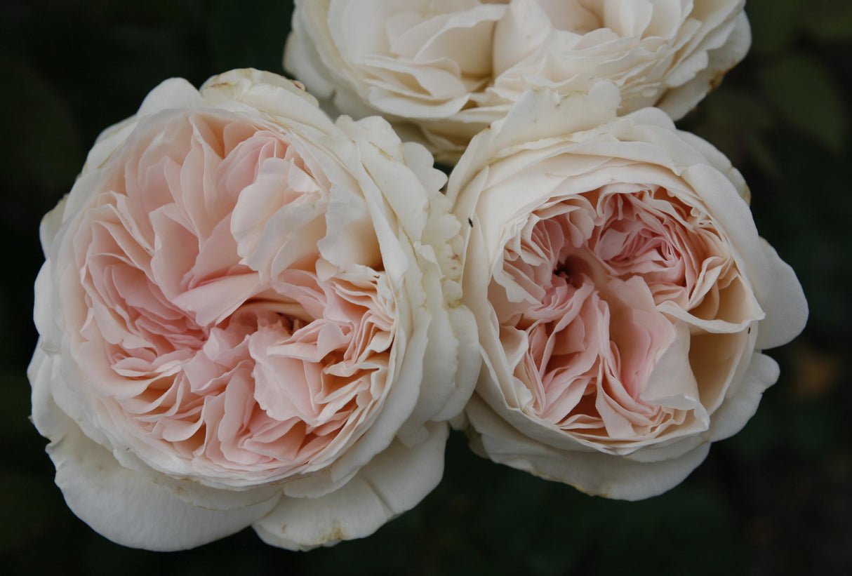 Rosa 'Sebastian KNEIPP' TH mit Blüte; Einsatz: ;;ab 10,90 Euro