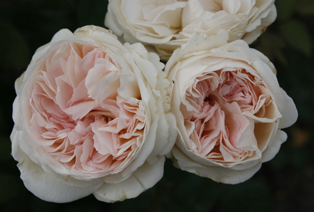 Rosa 'Sebastian KNEIPP' TH mit Blüte; Einsatz: ;;ab 10,90 Euro