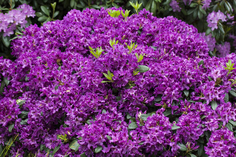 Rhododendron Hybr. 'Azurro' mit Blüte, erhältlich von 25-30 bis 90-100 cm; Einsatz: ;;ab 25,90 Euro