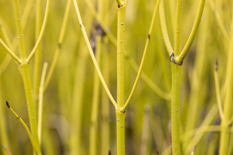 Synonym (alte Bezeichnung): Cornus stolonifera 'Flaviramea' Rinde, erhältlich als: Solitär; Einsatz: Heckegelbe Zweige;;günstig mit Qualität