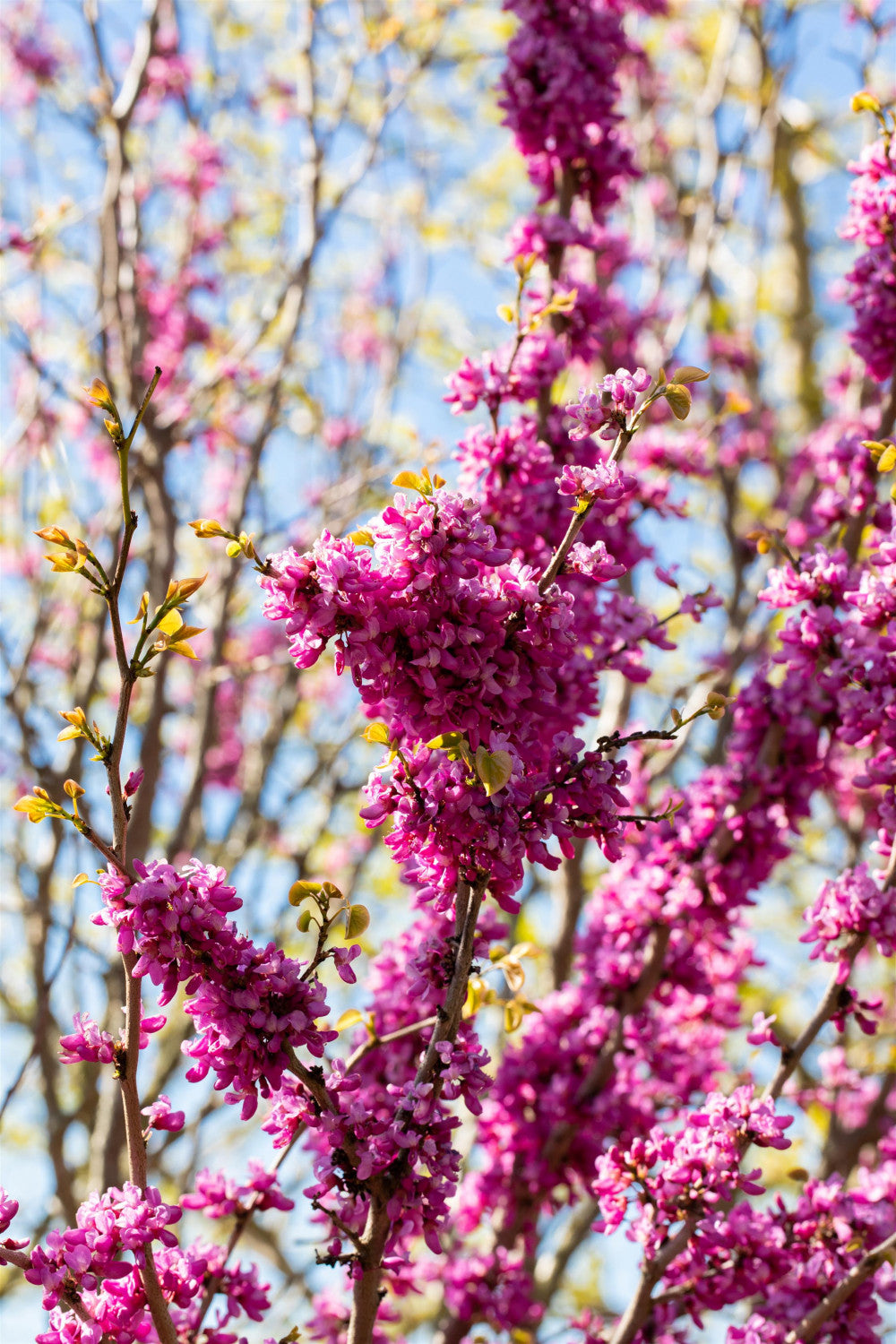 Cercis chinensis 'Avondale' , erhältlich von 80-100 bis 125-150 cm;;ab 52,50 Euro