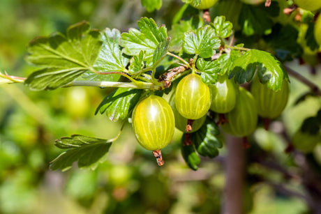 Ribes uva-crispa, gelb mit Früchten, erhältlich von 3- bis 80-90 cm; Einsatz: ;;ab 18,90 Euro