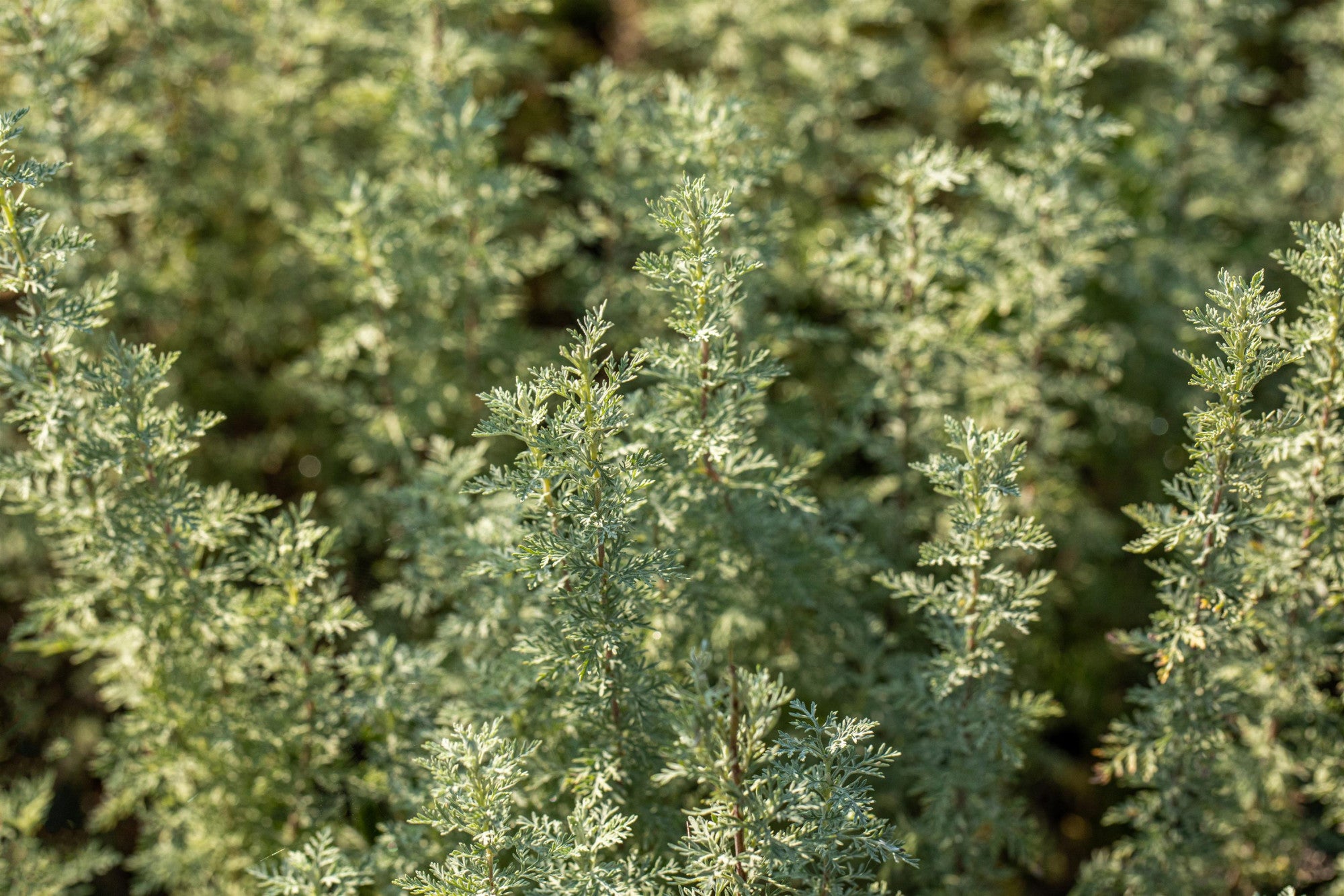 Artemisia absinthium (Echter Wermut)