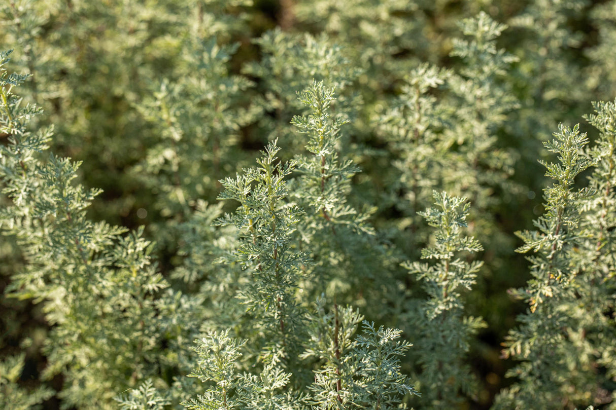 Artemisia absinthium ;;ab 2,84 Euro