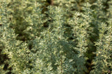 Artemisia absinthium; heilpflanze;;ab 0,00 Euro