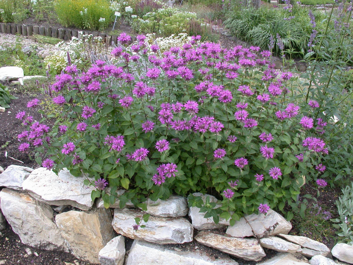 Monarda fistulosa i. S. mit Blüte; Einsatz: ;;ab 7,25 Euro
