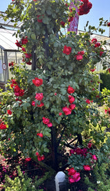 Kletterrose 'Florentina'; hier mit Blüte; winterhart; Einsatzmöglichkeit z.B. : Fassade; erhältlich als: Stämmchen, Rose in A-Qualität;;hier kaufen
