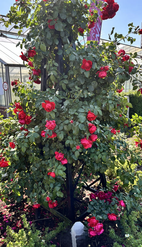 Kletterrose 'Florentina'; hier mit Blüte; winterhart; Einsatzmöglichkeit z.B. : Fassade; erhältlich als: Stämmchen, Rose in A-Qualität;;hier kaufen