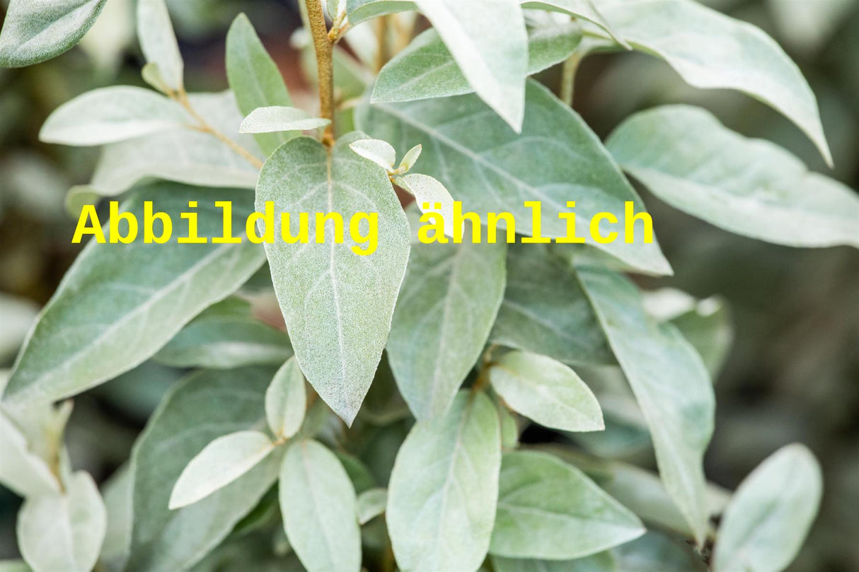 Elaeagnus commutata (Silberölweide)