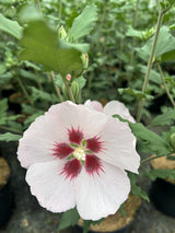 Hibiscus syriacus 'Hamabo'; hier mit Blüte; blühfreudig; Einsatzmöglichkeit z.B. : Solitärpflanze; verfügbar in 13 Größen und Varianten;;ab 33,30 Euro