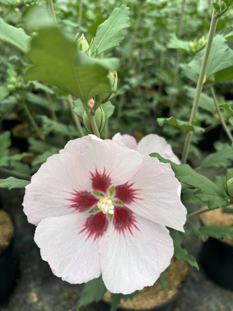 Hibiscus syriacus 'Hamabo' mit Blüte, erhältlich von 40-60 bis 200-250 cm; Einsatz: ;;ab 24,60 Euro