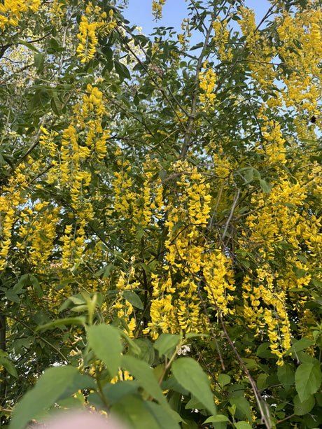 Edel-Goldregen mit Blüte, verfügbar in 11 Größen und Varianten; Einsatz: Parkwinterhart;;hier kaufen