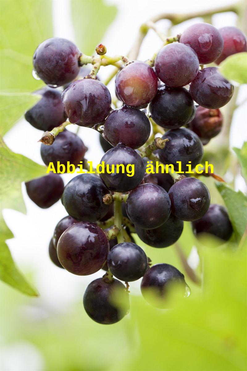 Vitis 'Muscat bleu' (Tafeltraube 'Muscat bleu')