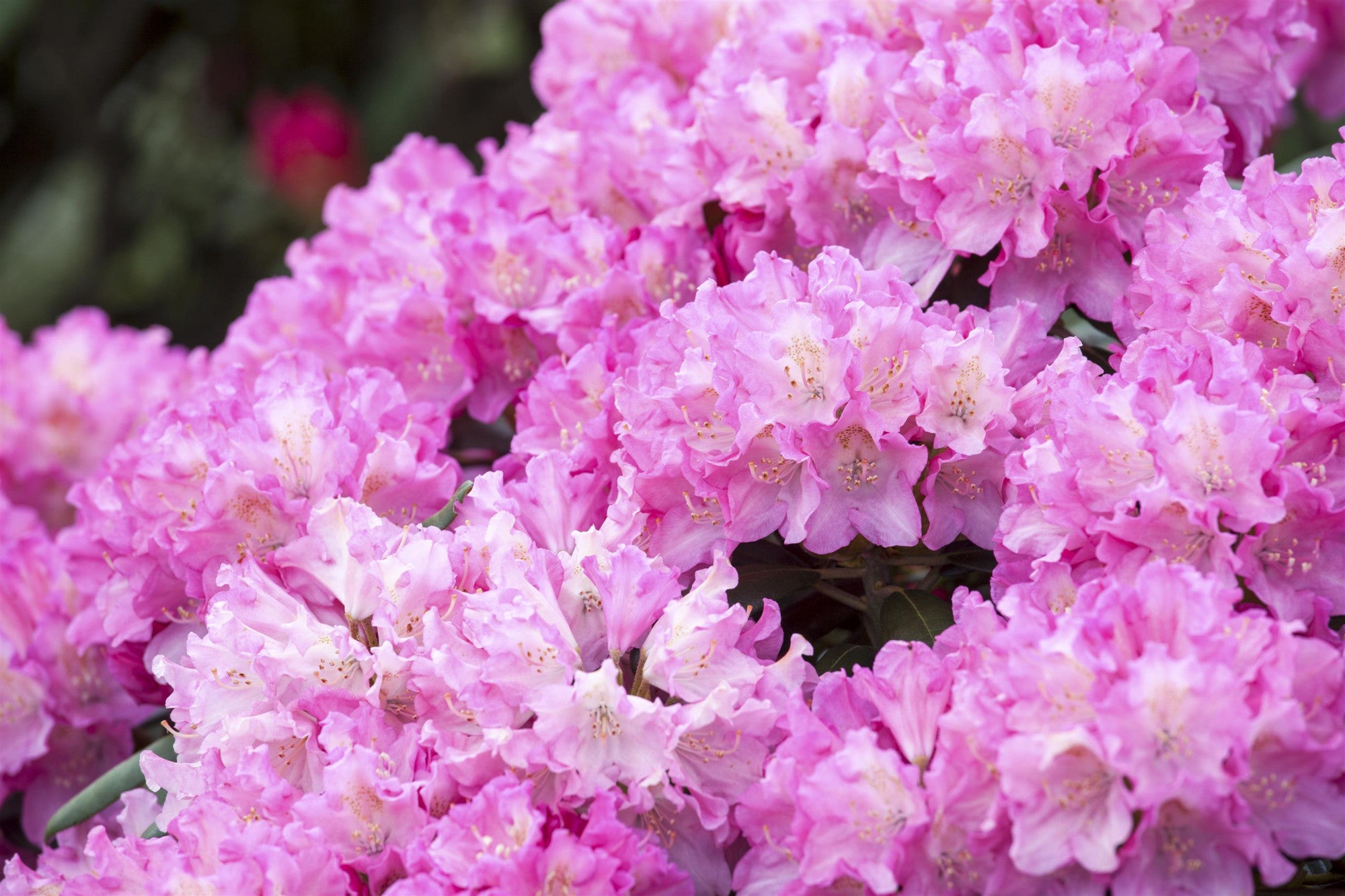 Rhododendron yak. 'Kalinka' (Yaku-Rhododendron 'Kalinka')
