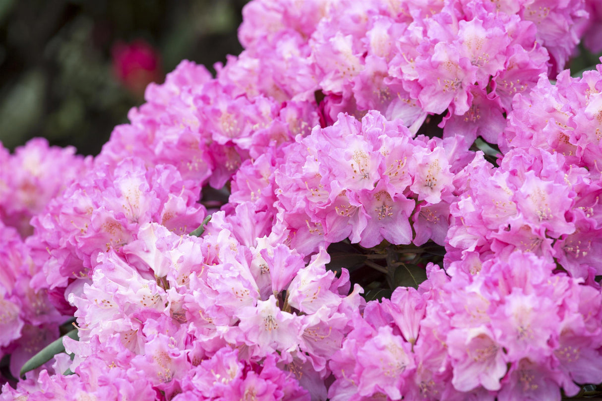 Rhododendron yak. 'Kalinka' mit Blüte, erhältlich von 30-40 bis 50-60 cm; Einsatz: ;;ab 41,60 Euro