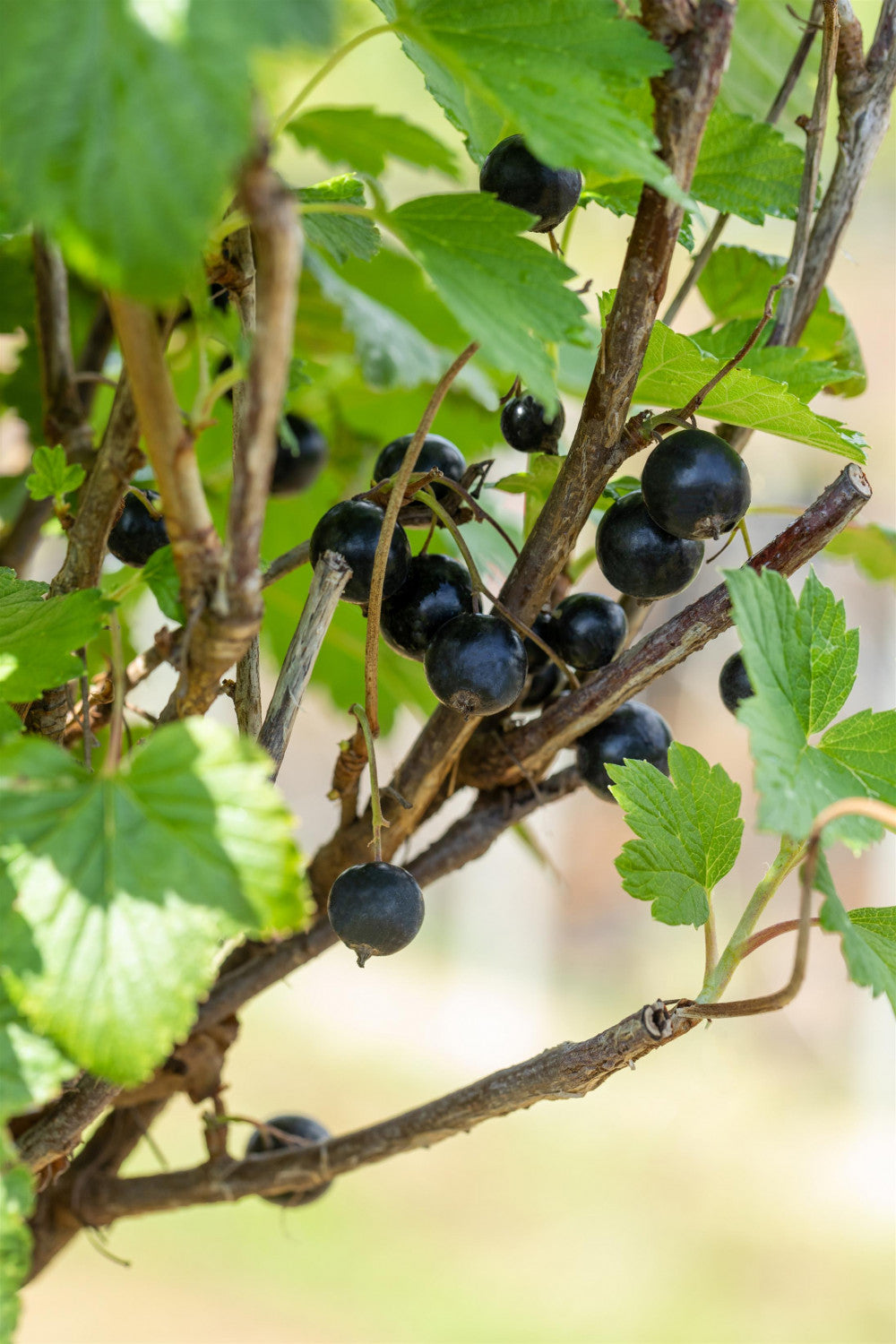 Ribes nigrum 'Öjebyn' mit Früchten, erhältlich von 3- bis 80-90 cm; Einsatz: ;;ab 15,90 Euro