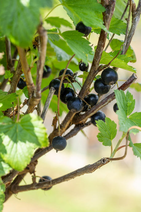 Ribes nigrum 'Öjebyn' mit Früchten, erhältlich von 3- bis 80-90 cm; Einsatz: ;;ab 15,90 Euro