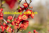Genaues Foto für Chaenomeles 'Rubra' folgt; dieses ähnliche Bild dient der Illustration von Zierquitte 'Rubra'
