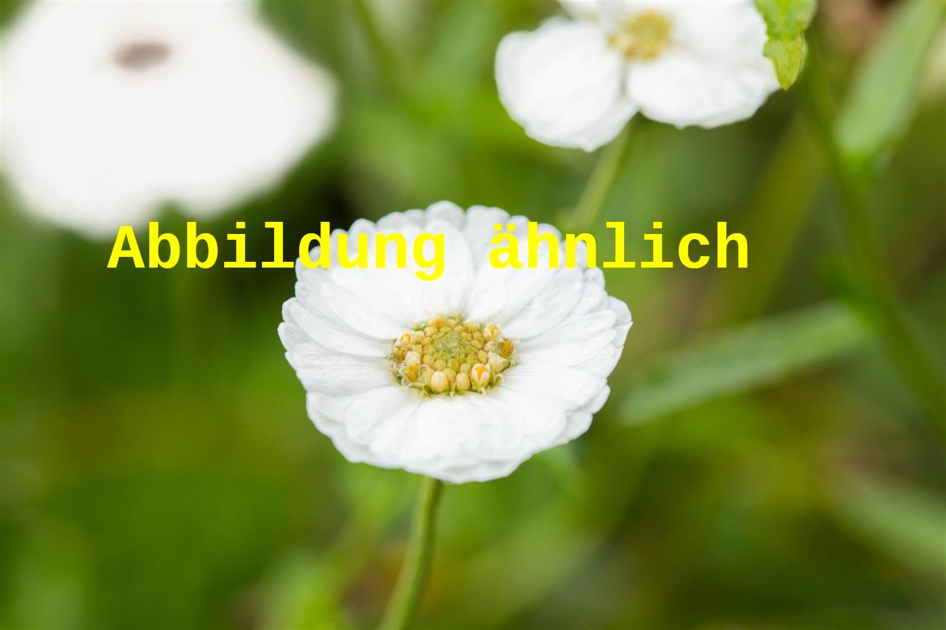 Achillea ageratifolia (Dalmatiner-Silber-Garbe)
