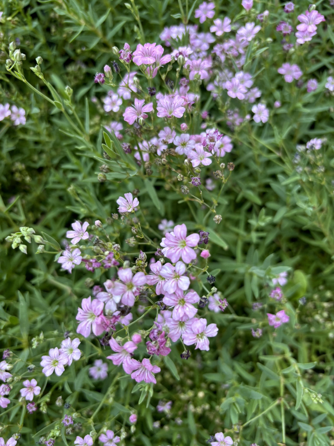 Fettblatt-Steinbrech mit Blüte; Einsatz: Trockenmauernlange Blütezeit;;günstig mit Qualität