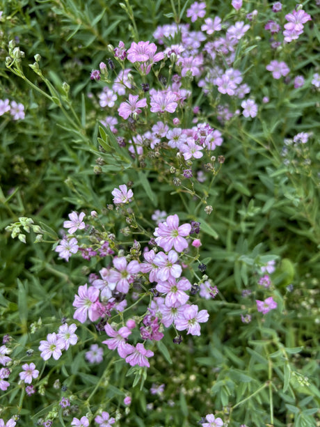 Fettblatt-Steinbrech mit Blüte; Einsatz: Trockenmauernlange Blütezeit;;günstig mit Qualität