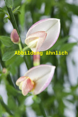 Genaues Foto für Cytisus purpureus folgt; dieses ähnliche Bild dient der Illustration von Purpurginster