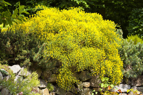 Genista lydia mit Blüte, erhältlich von 20-30 bis 30-40 cm; Einsatz: ;;ab 12,60 Euro