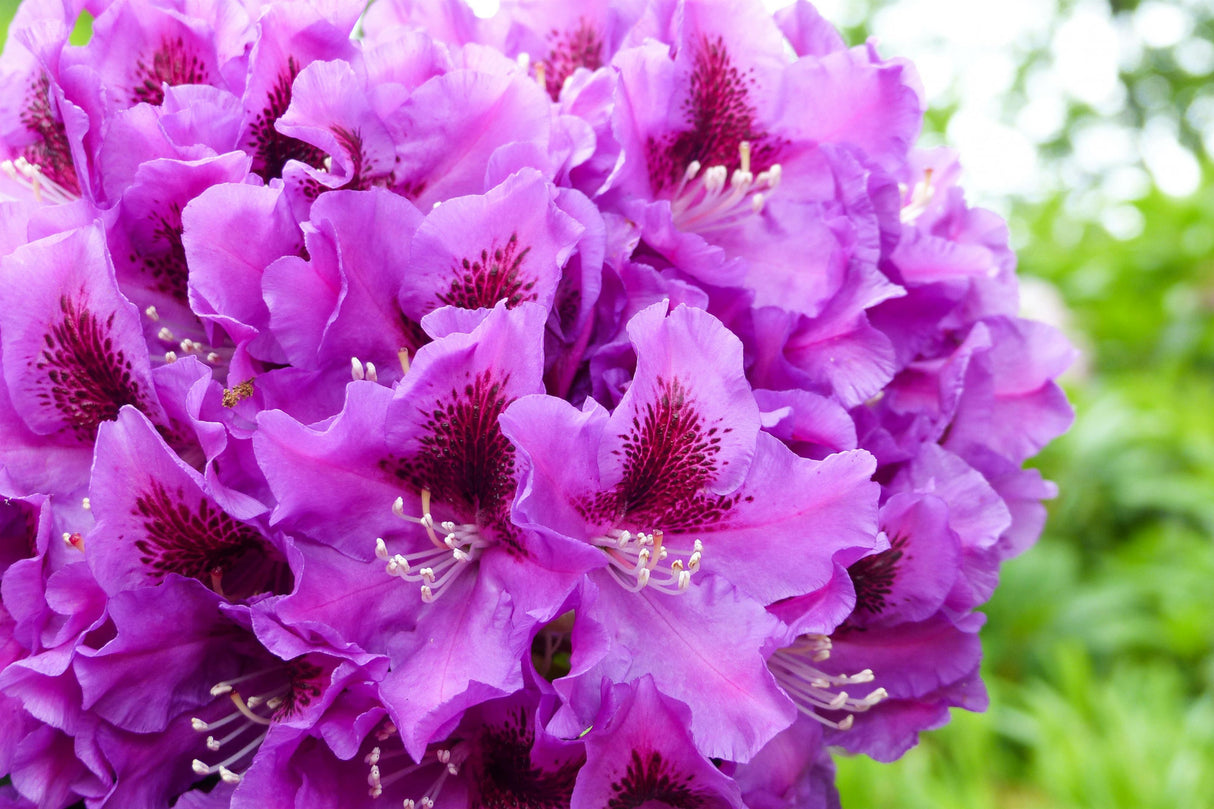 Rhododendron Hybr. 'Rasputin' mit Blüte, erhältlich von 30-40 bis 40-50 cm; Einsatz: ;;ab 38,50 Euro