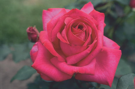 Rosa 'Parole' TH mit Blüte; Einsatz: ;;ab 9,50 Euro