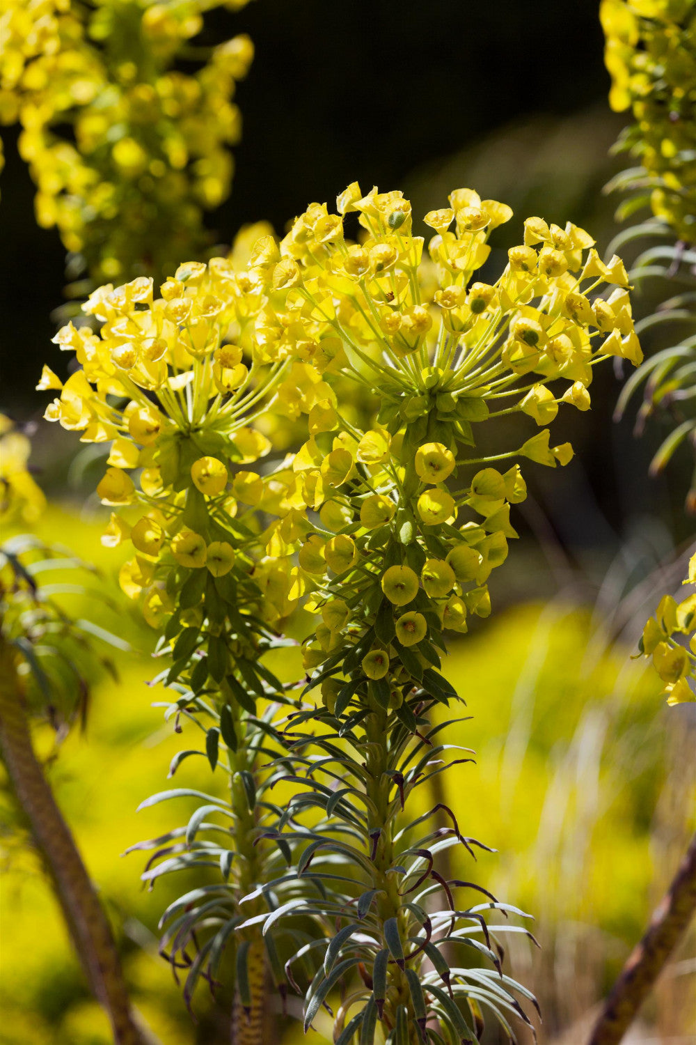 Euphorbia characias ssp. wulfenii mit Blüte; Einsatz: ;;ab 7,55 Euro