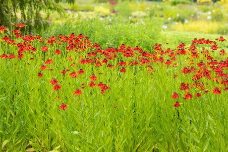 Helenium x cult. , rot , ;;ab 5,04 Euro