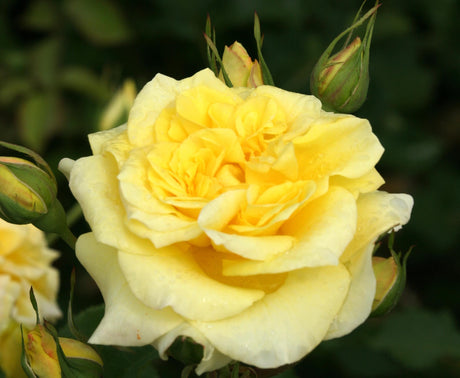Rosa 'Sterntaler' TH mit Blüte; Einsatz: ;;ab 10,90 Euro