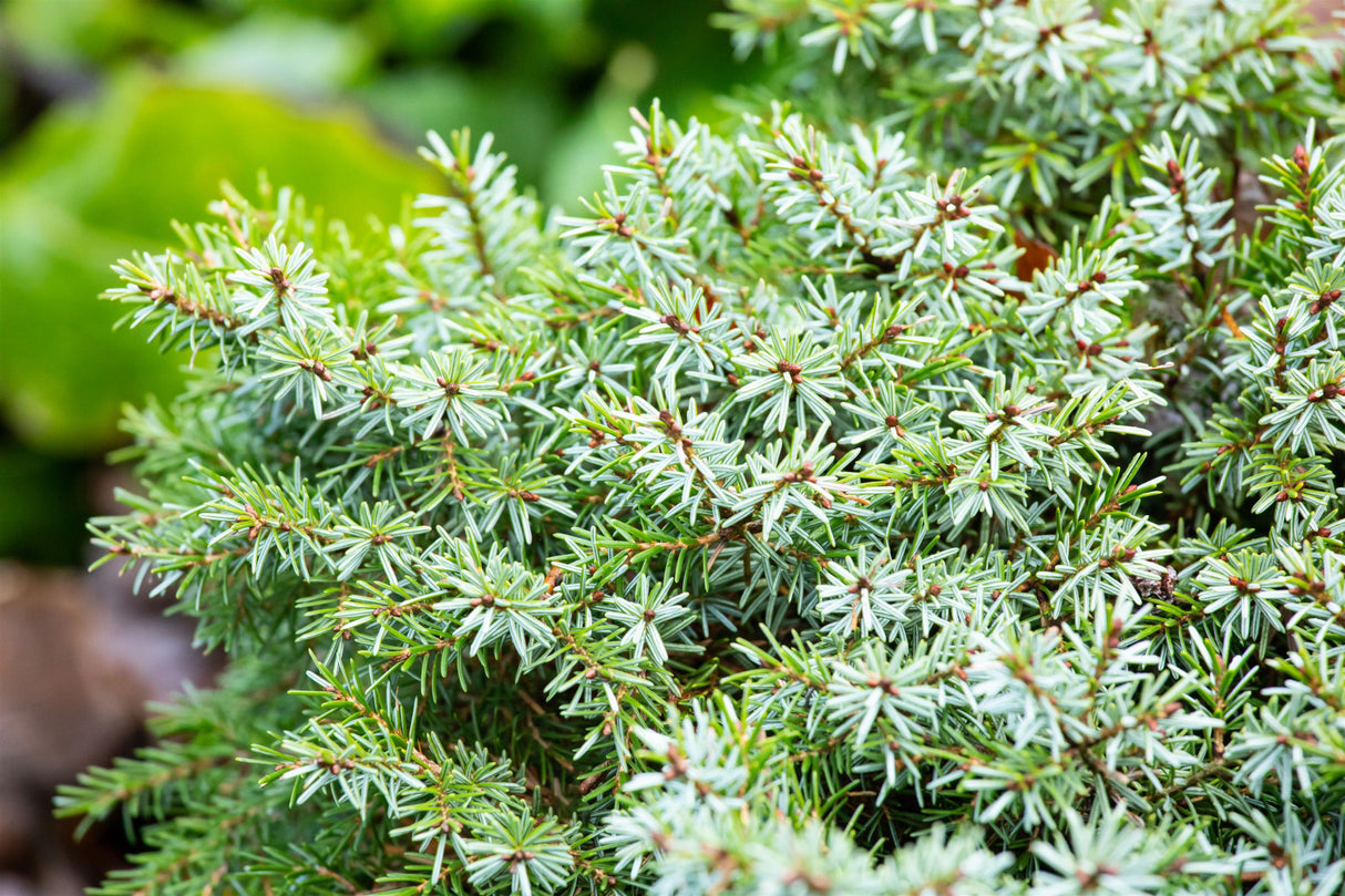 Kugel-Serbische Fichte mit Sommerbelaubung; Einsatz: Solitärpflanzewinterhart;;mit zeitnaher Lieferung